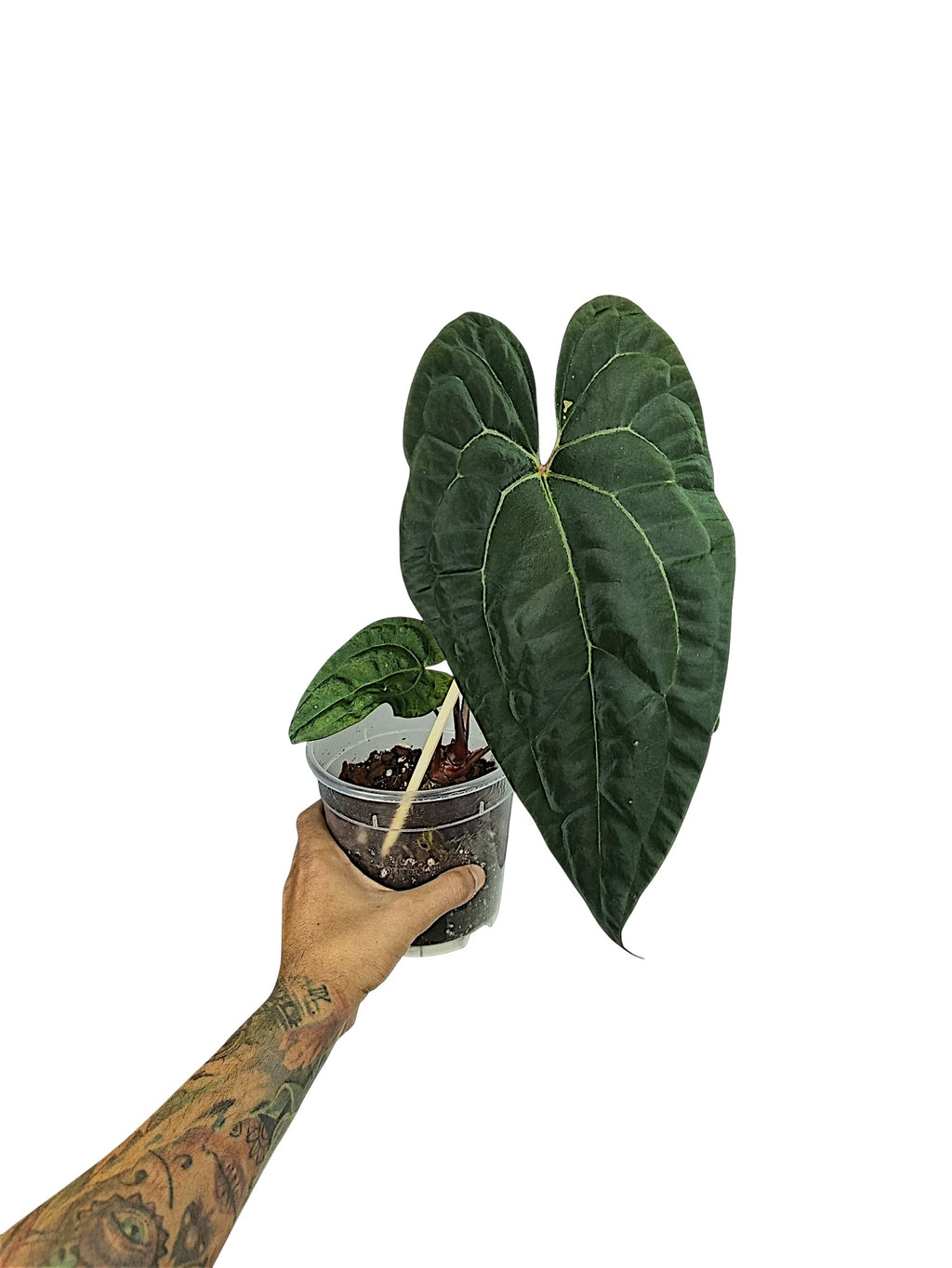 Anthurium Ace of Spades x Papillilaminum