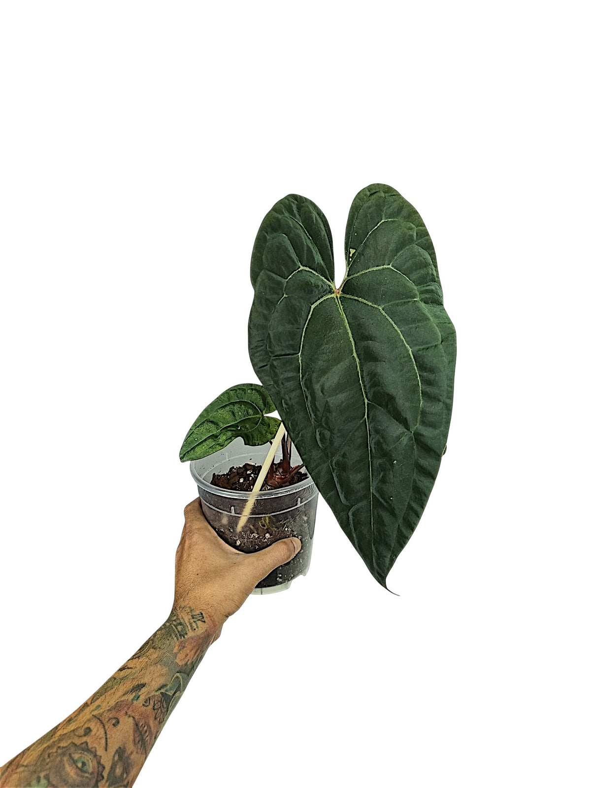 Anthurium Ace of Spades x Papillilaminum