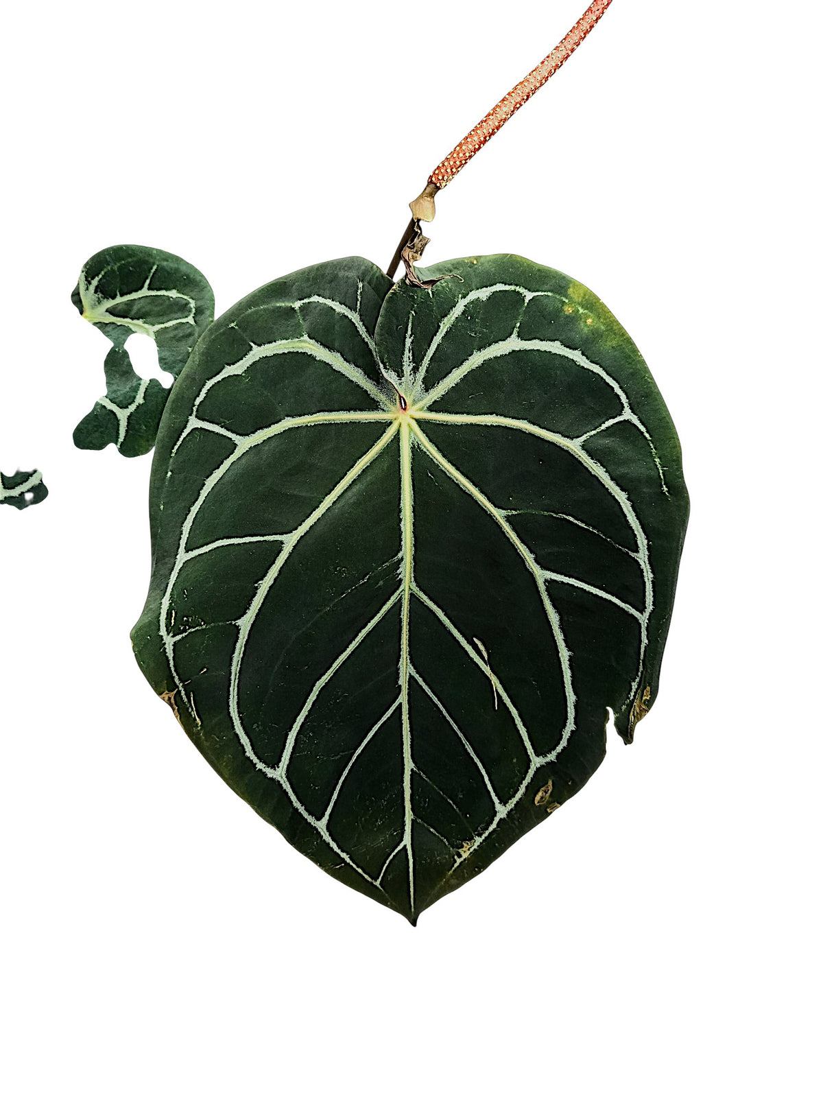Anthurium Michele x Black widow