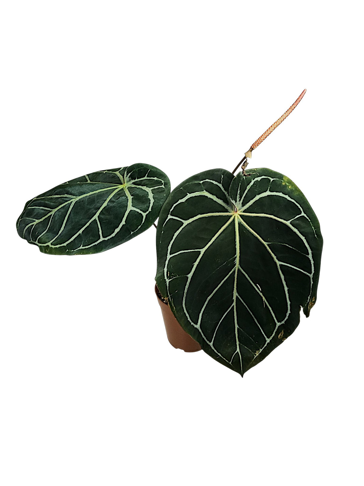 Anthurium Michele x Black widow