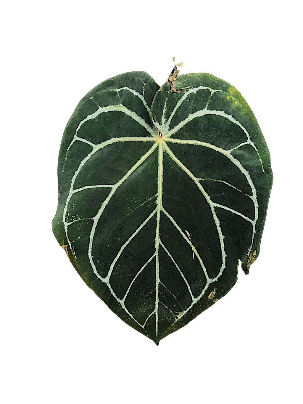 Anthurium Michele x Black widow