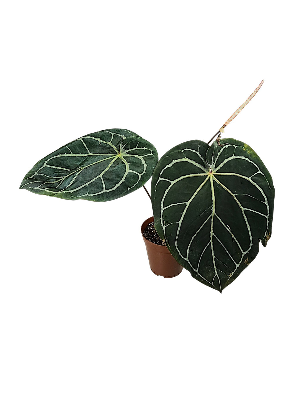 Anthurium Michele x Black widow