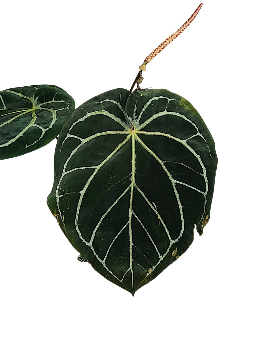 Anthurium Michele x Black widow