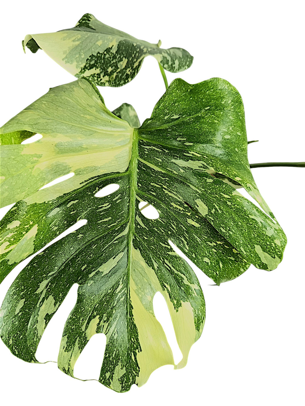 Monstera Thai Double Platinum