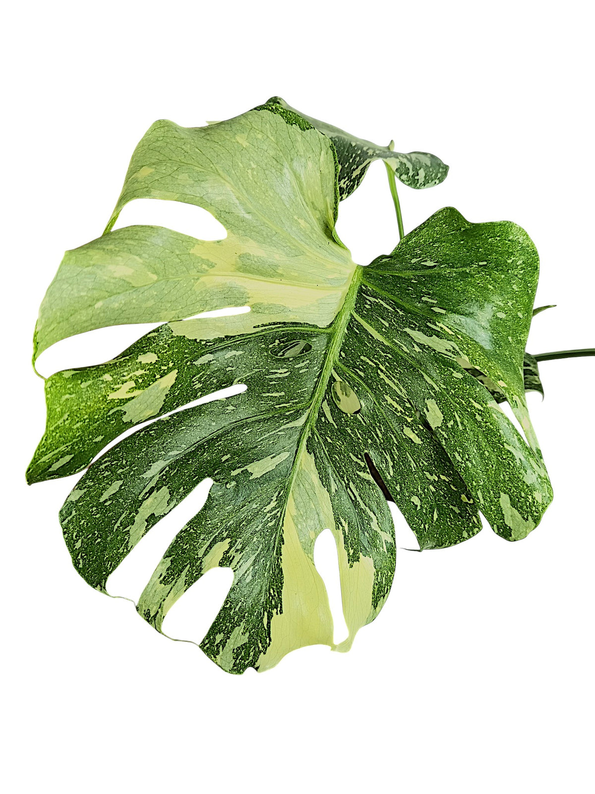 Monstera Thai Double Platinum