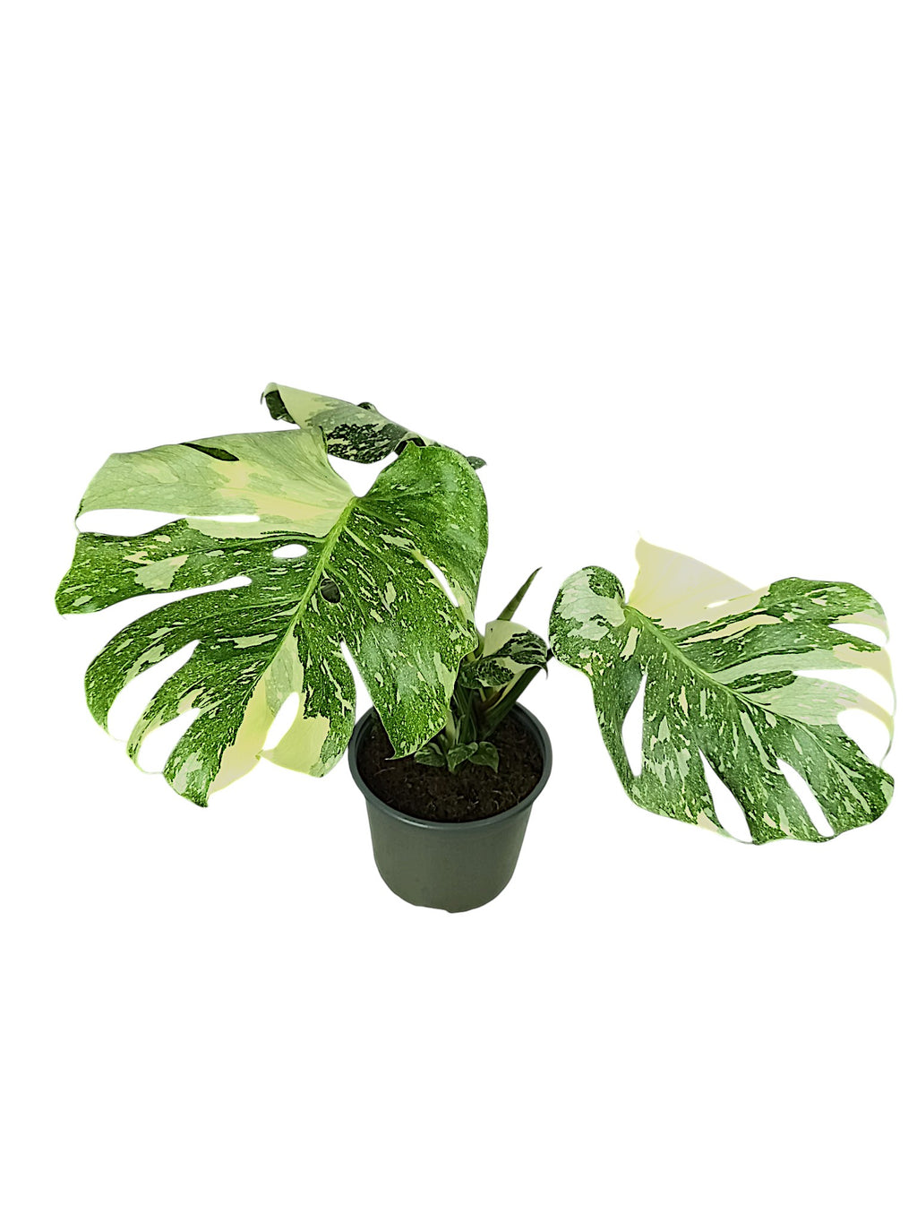 Monstera Thai Double Platinum