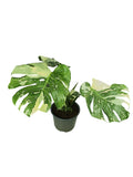 Monstera Thai Double Platinum