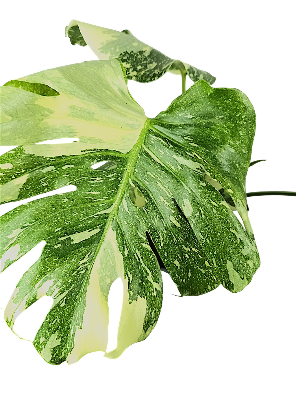 Monstera Thai Double Platinum
