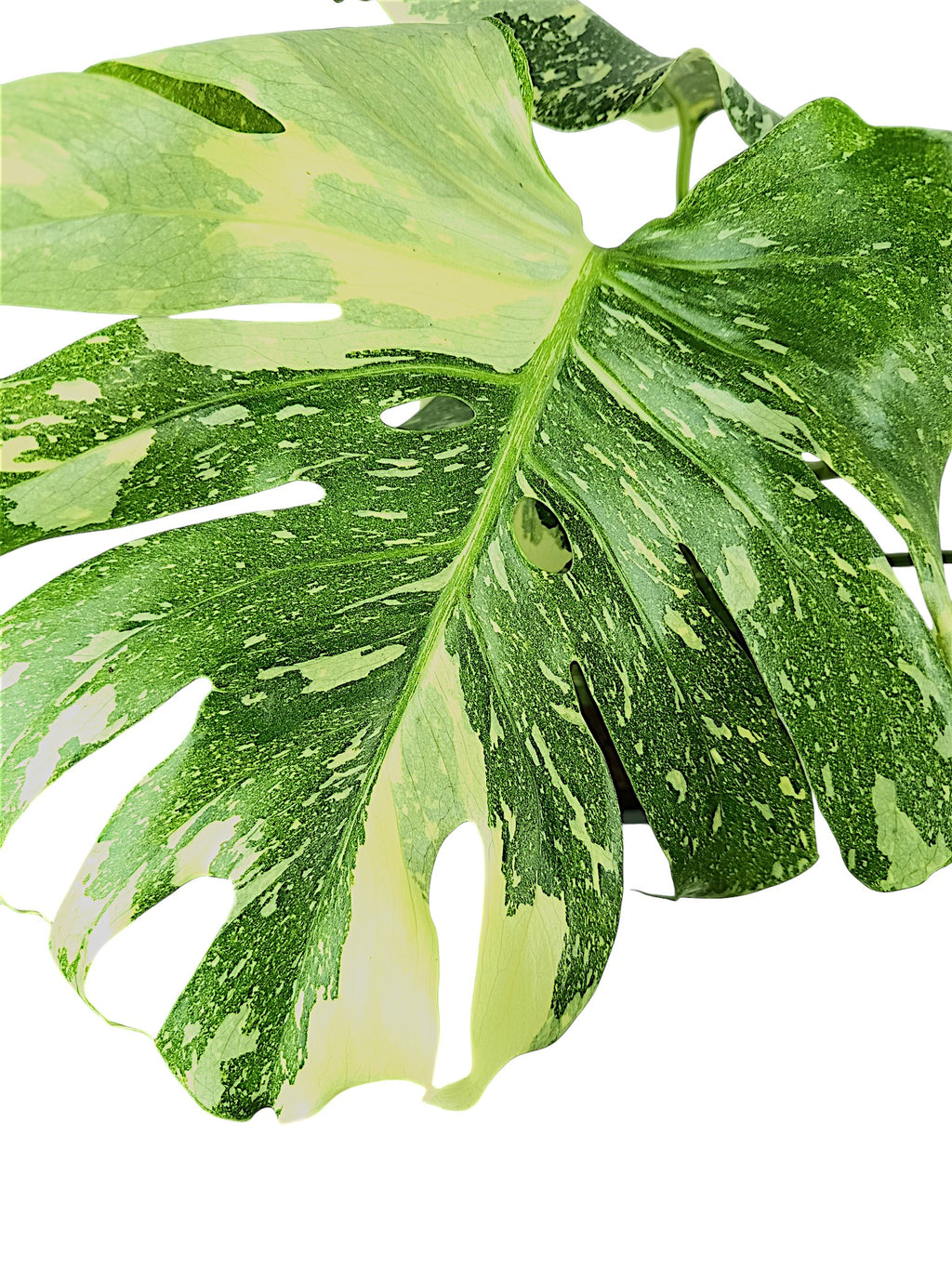 Monstera Thai Double Platinum