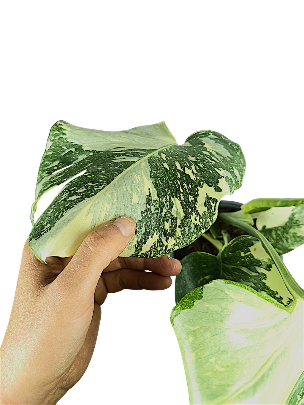 Monstera Thai Double Platinum