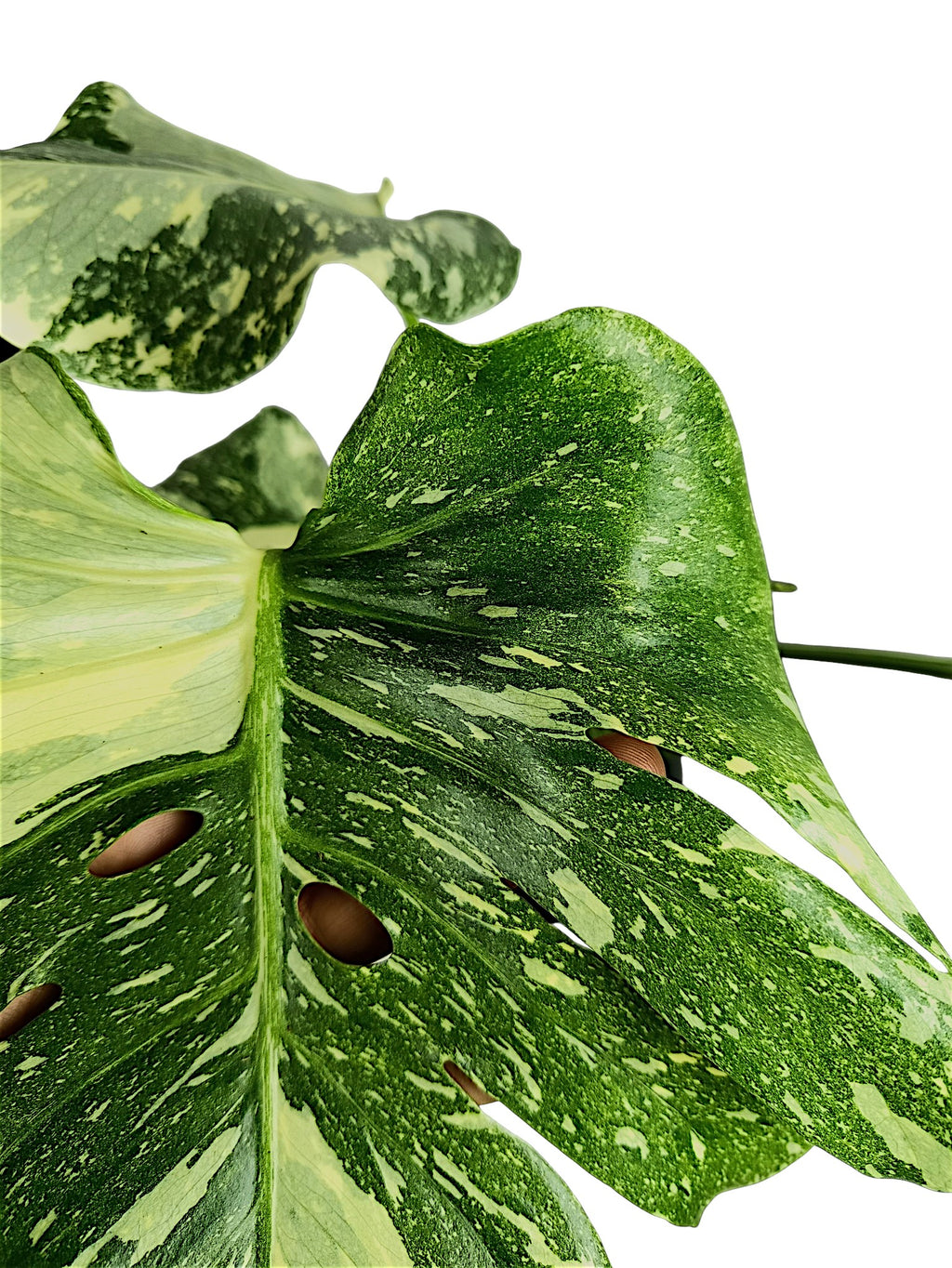 Monstera Thai Double Platinum