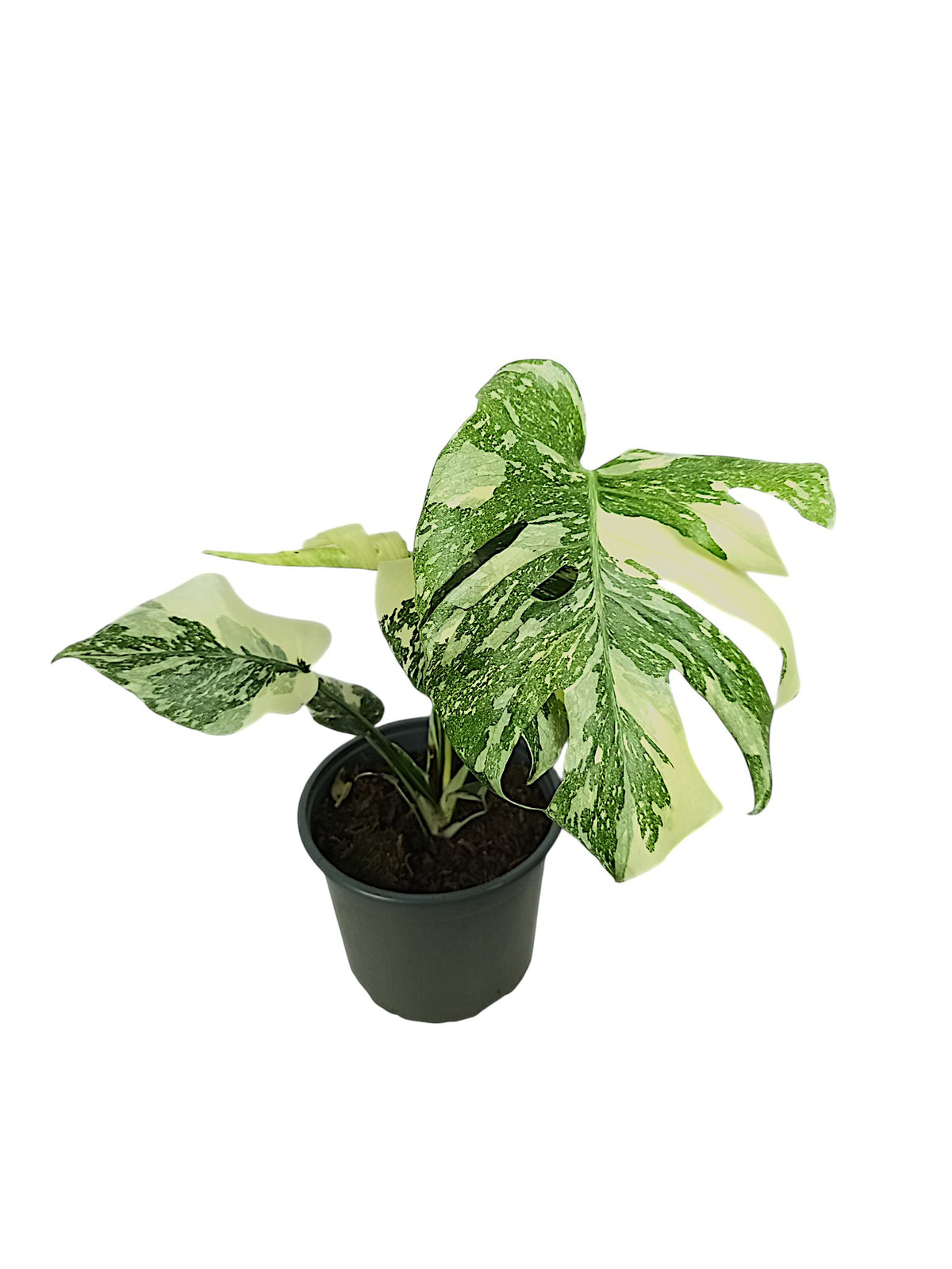 Monstera Thai Double Platinum