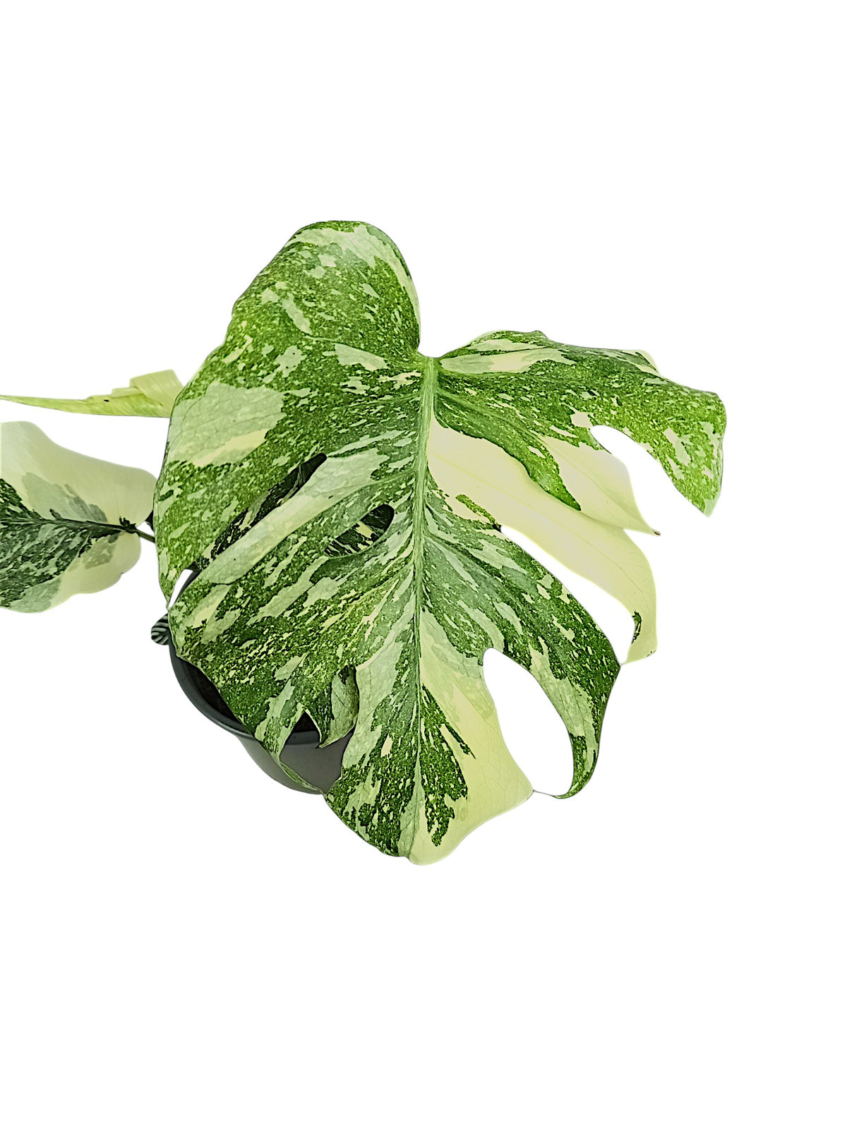 Monstera Thai Double Platinum