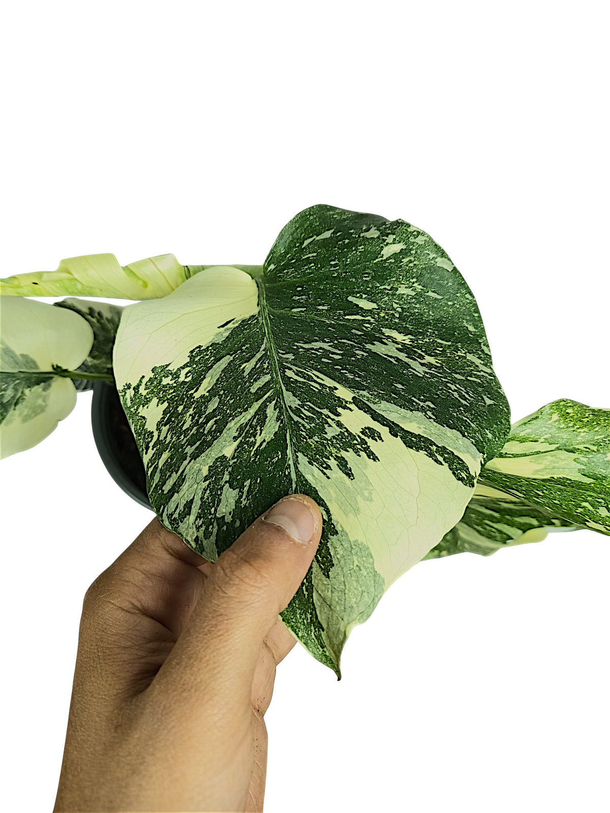 Monstera Thai Double Platinum