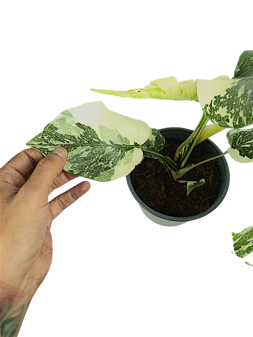 Monstera Thai Double Platinum