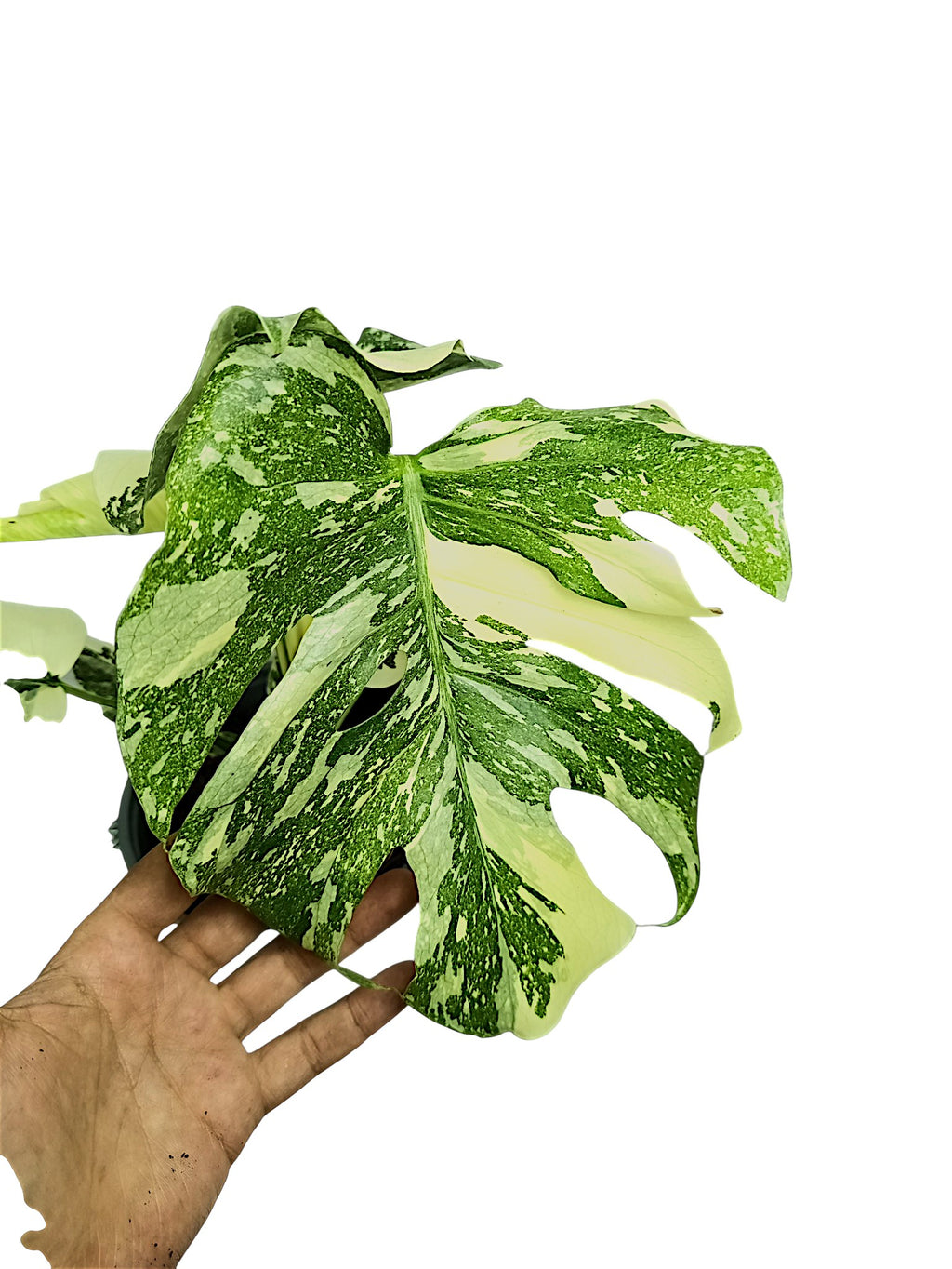 Monstera Thai Double Platinum