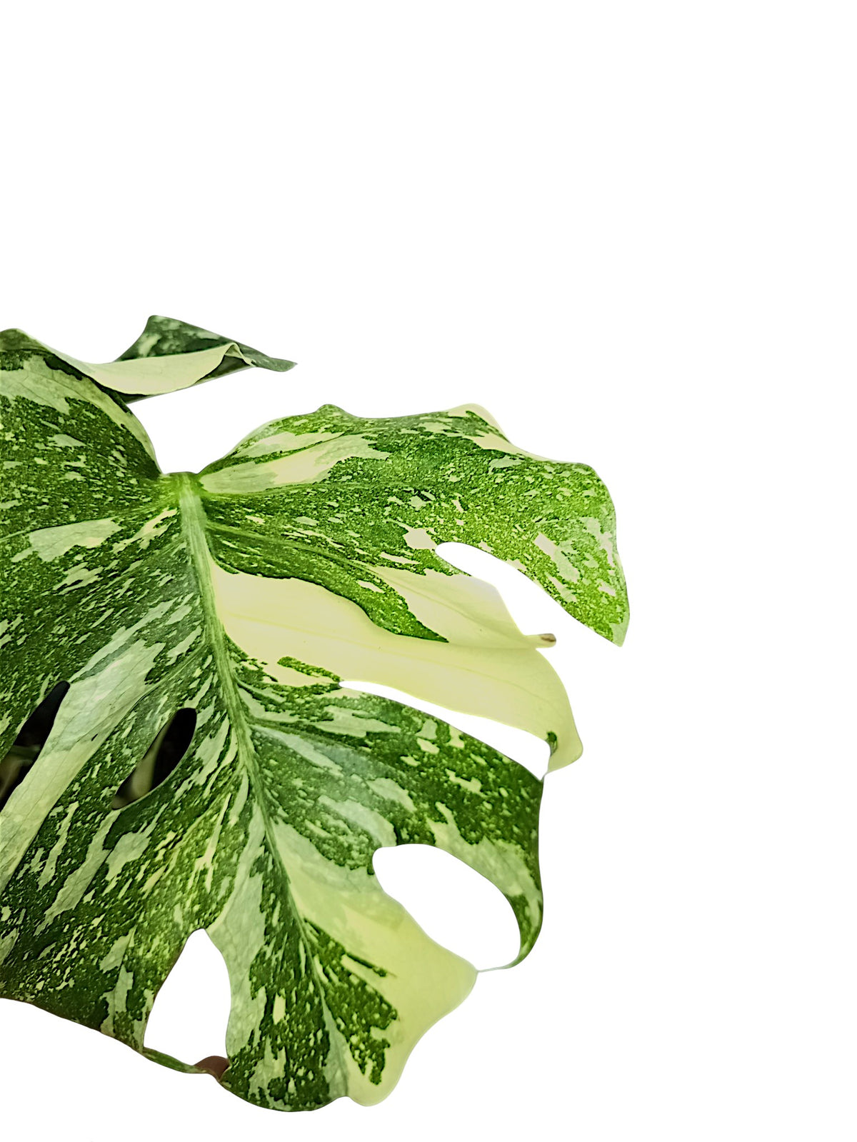 Monstera Thai Double Platinum