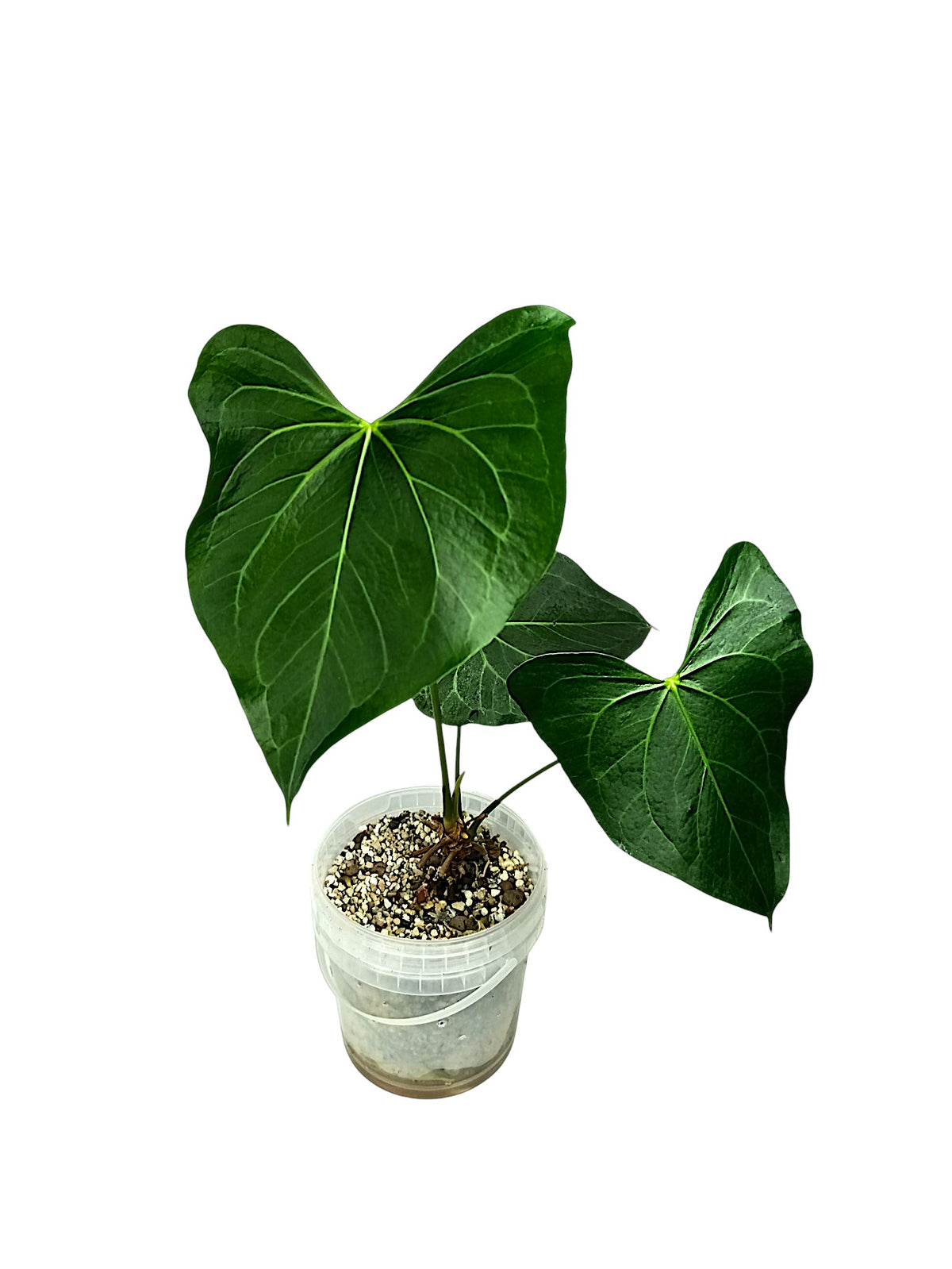 Anthurium Clarinervium x Pedatoradiatum