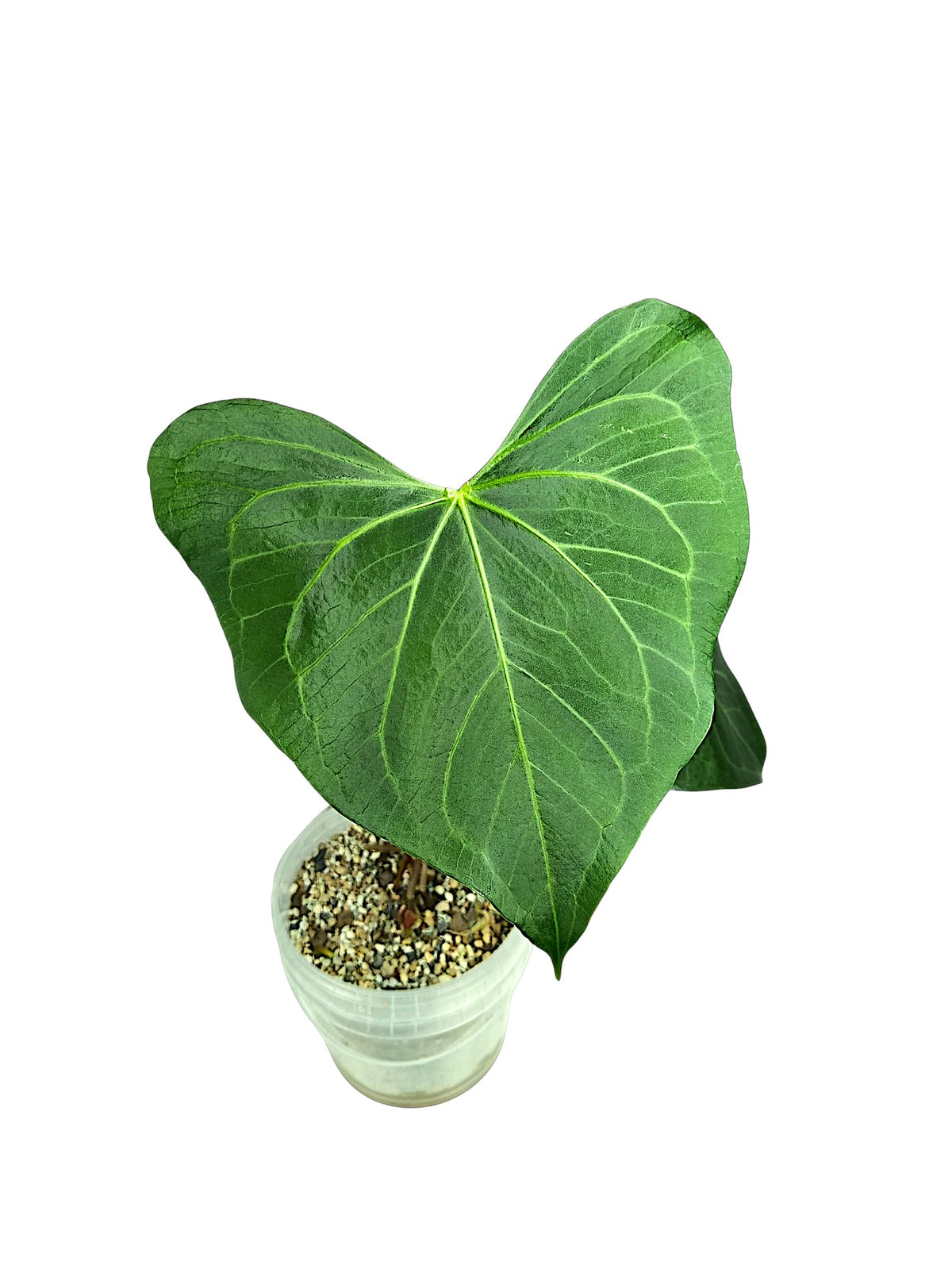 Anthurium Clarinervium x Pedatoradiatum