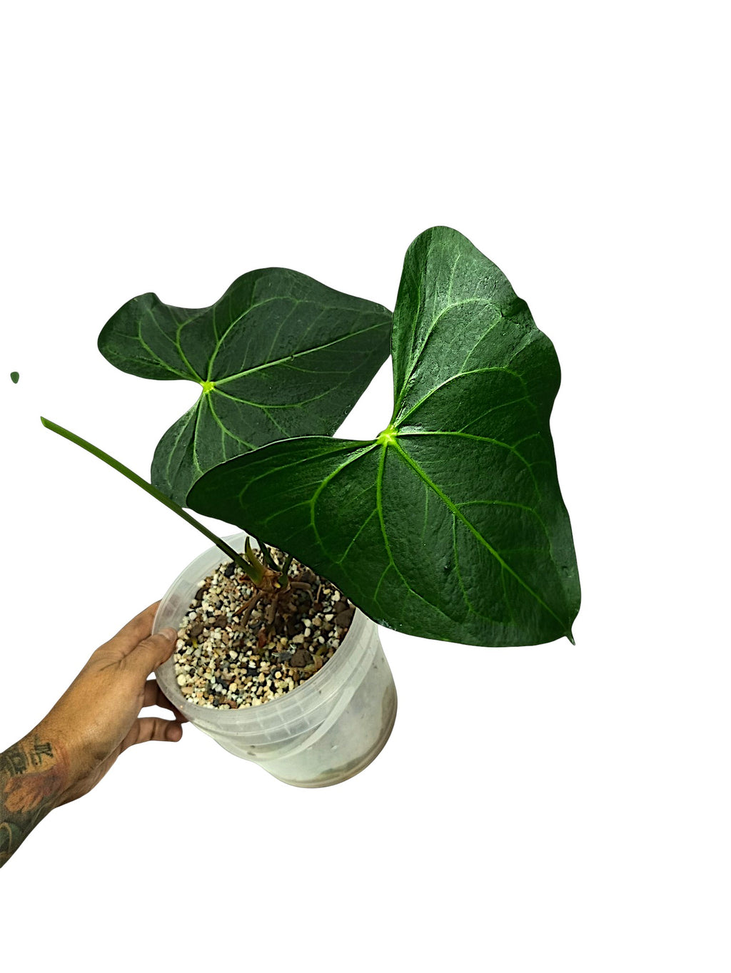 Anthurium Clarinervium x Pedatoradiatum