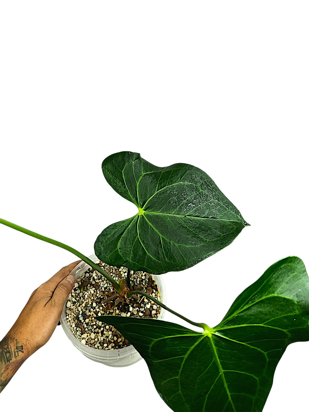 Anthurium Clarinervium x Pedatoradiatum