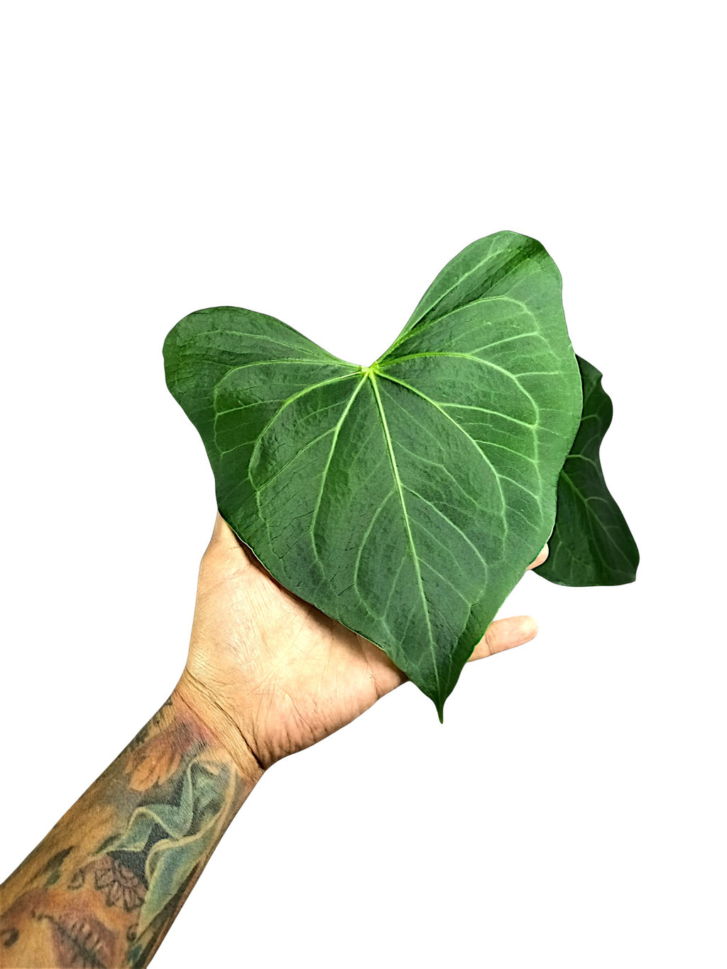 Anthurium Clarinervium x Pedatoradiatum