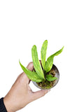 Anthurium vittarifolium variegated
