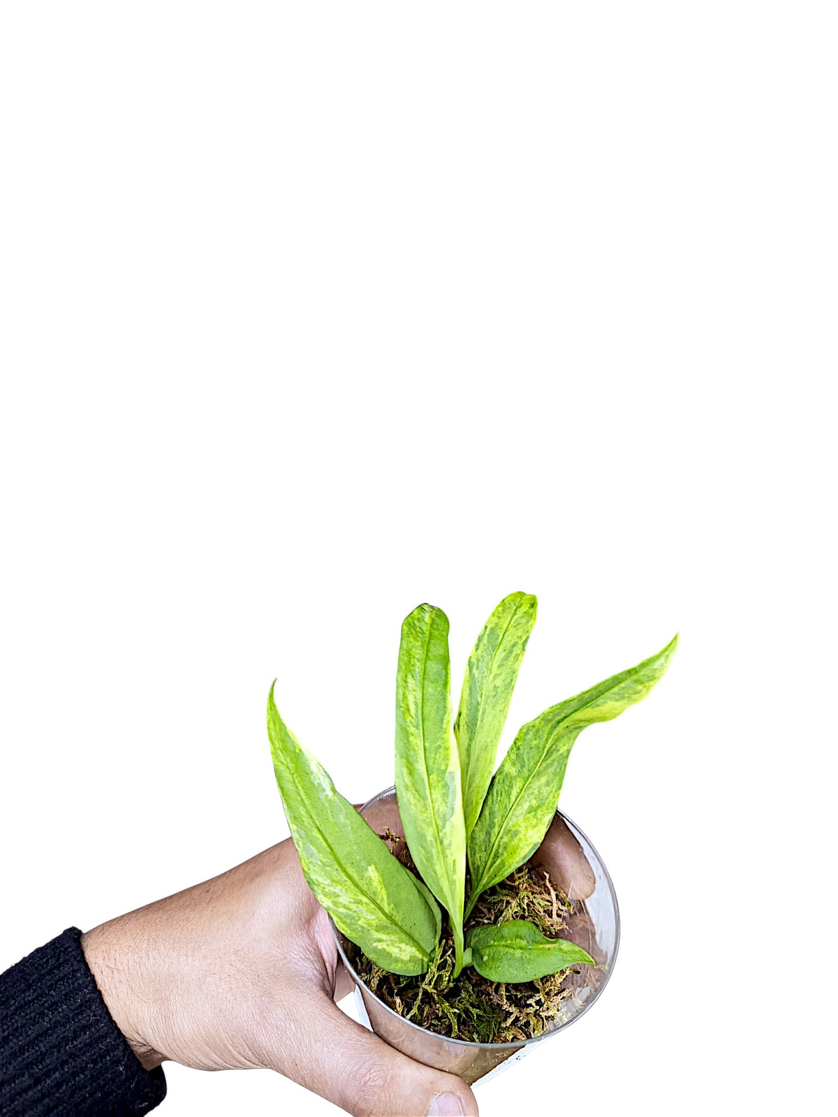Anthurium vittarifolium variegated