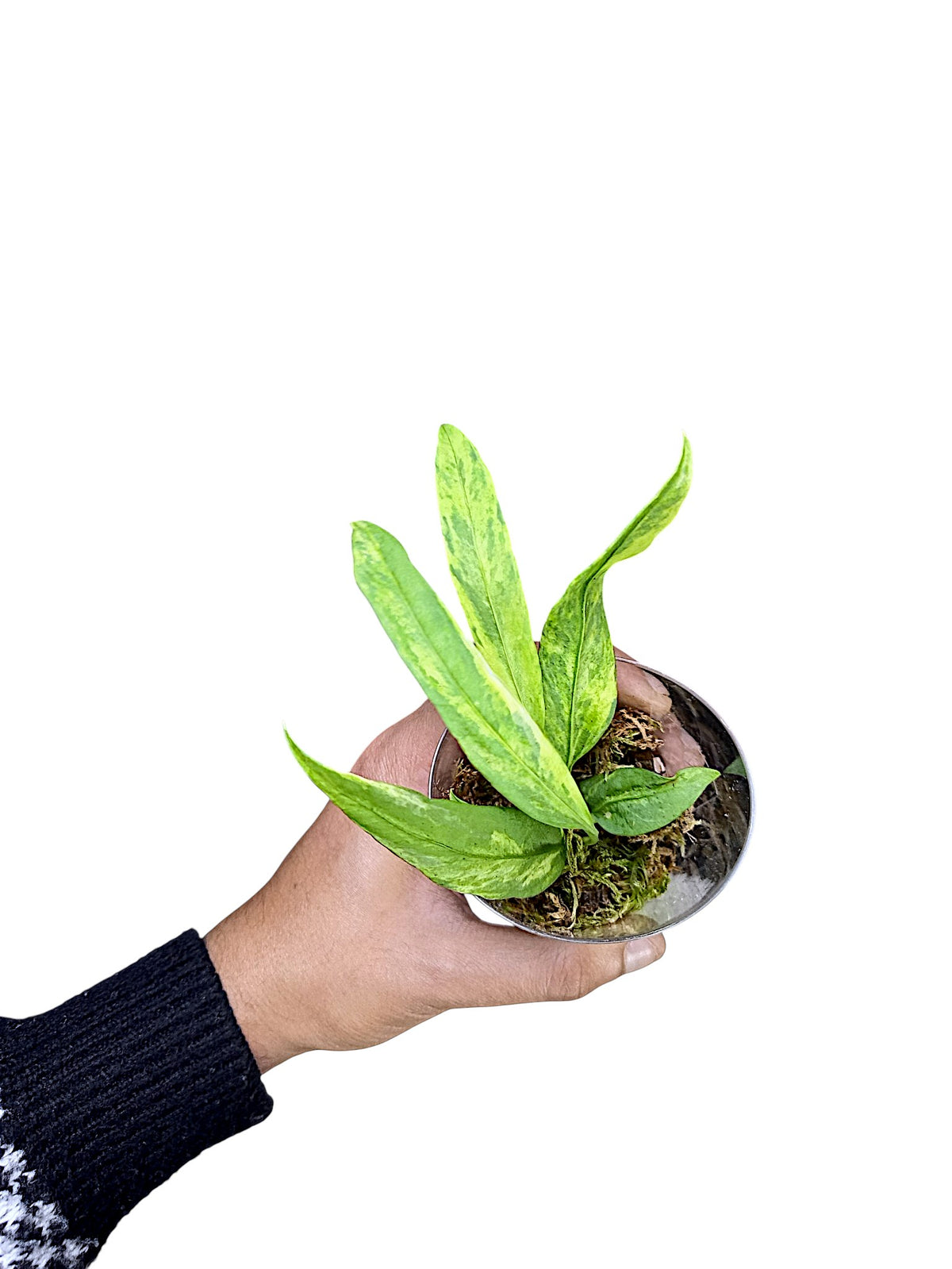 Anthurium vittarifolium variegated