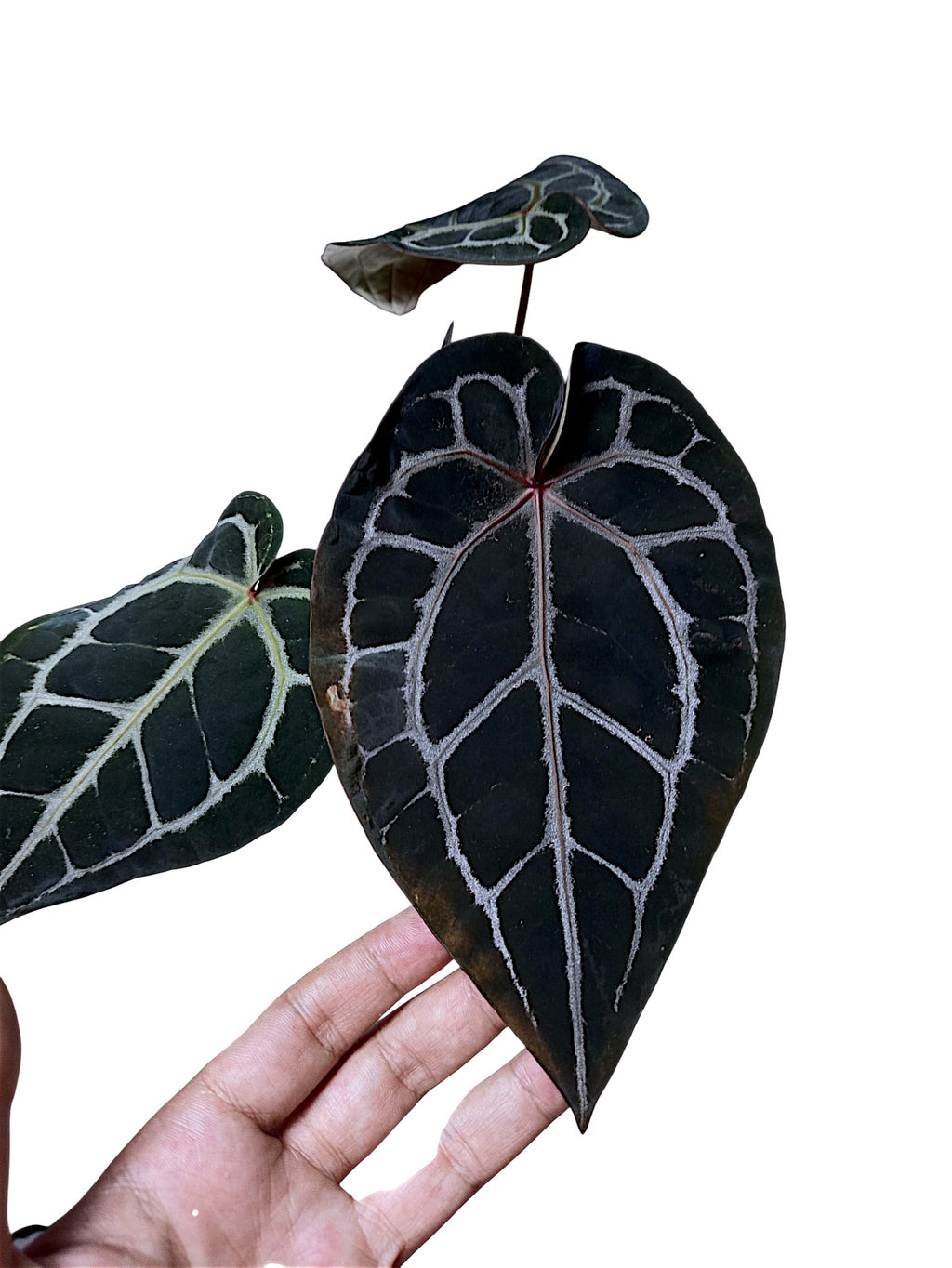 DocBlock Anthurium Michelle