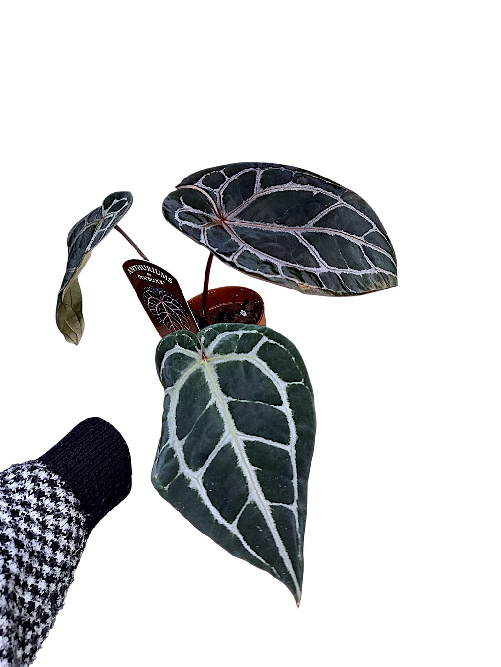DocBlock Anthurium Michelle
