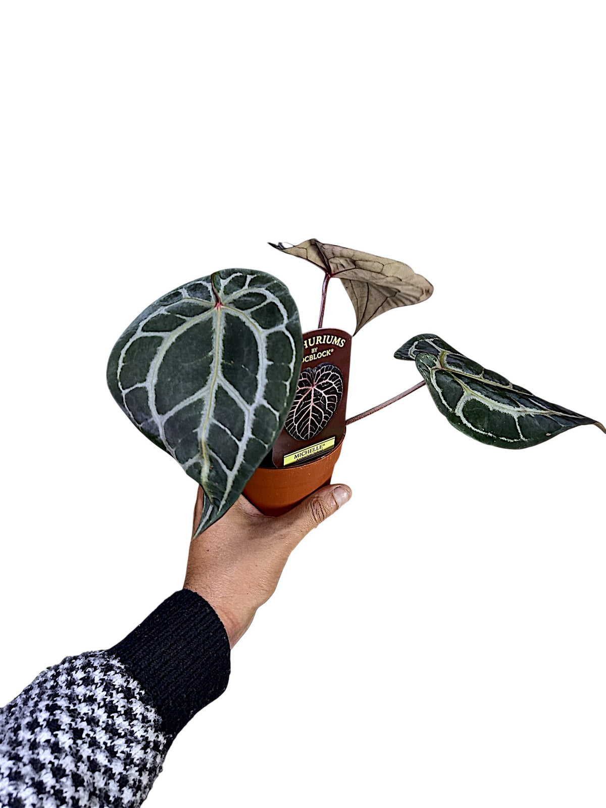 DocBlock Anthurium Michelle