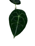 Anthurium  Dark Form Forgetti