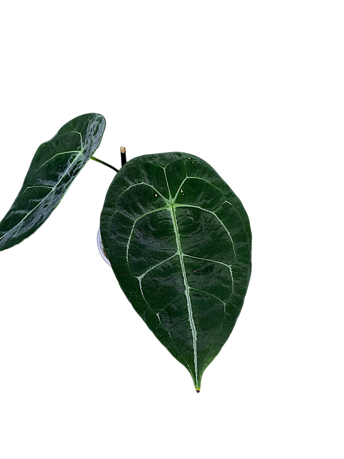 Anthurium  Dark Form Forgetti