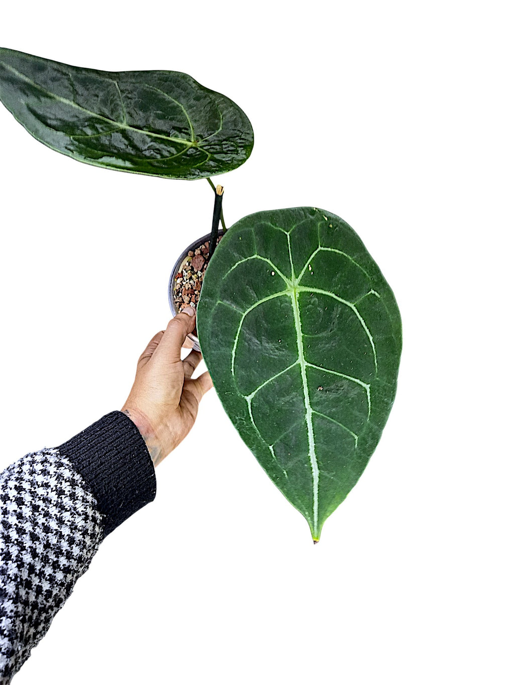 Anthurium  Dark Form Forgetti