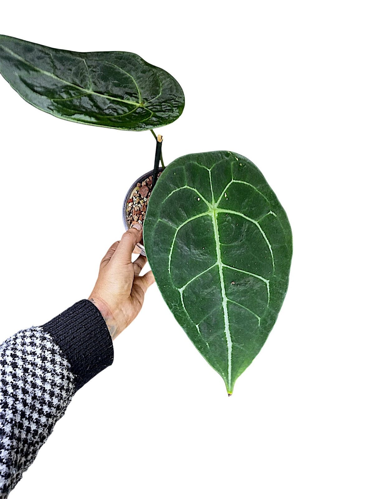 Anthurium  Dark Form Forgetti