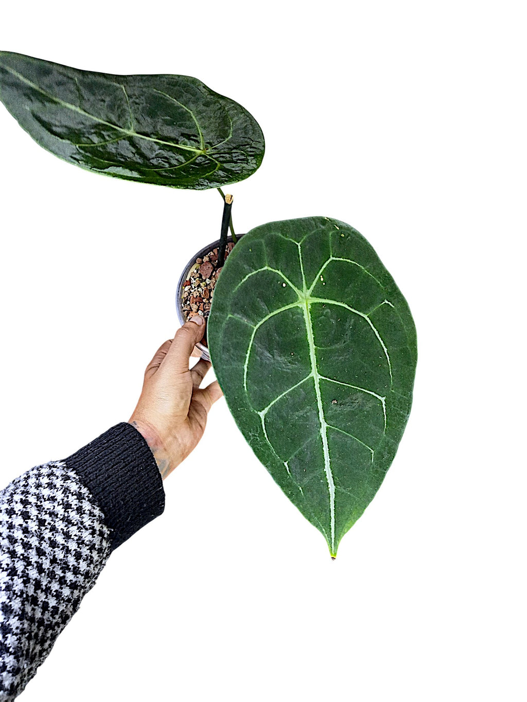 Anthurium  Dark Form Forgetti