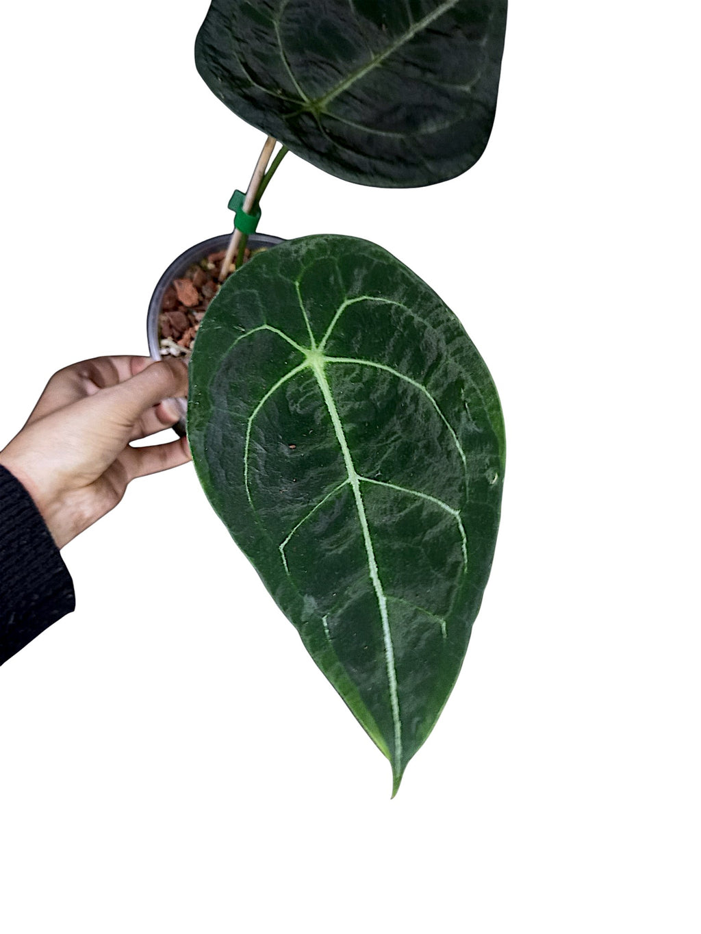 Anthurium  Dark Form Forgetti