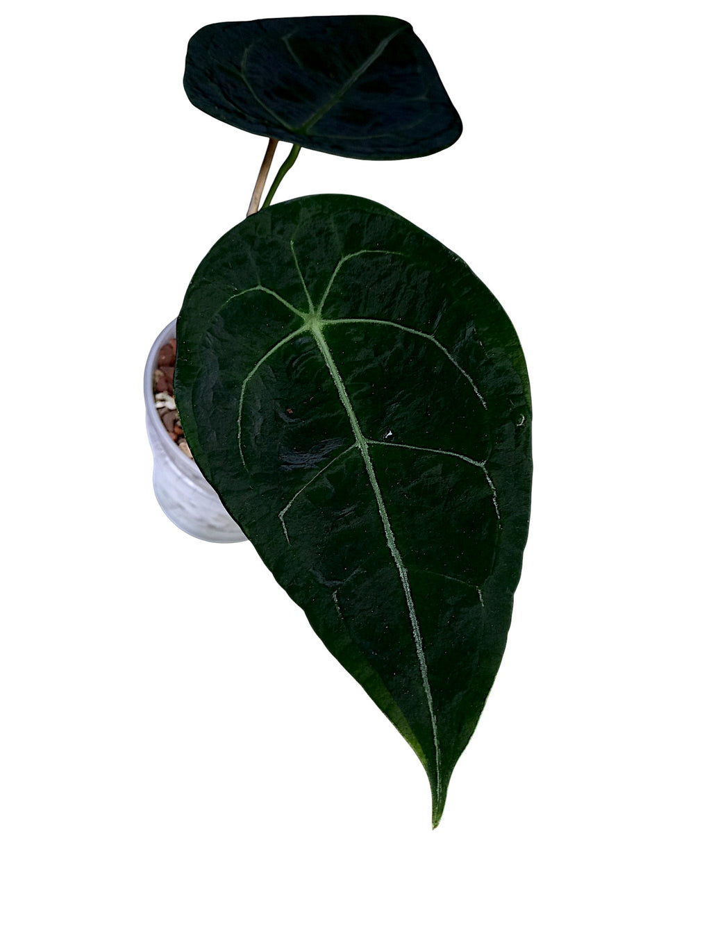 Anthurium  Dark Form Forgetti