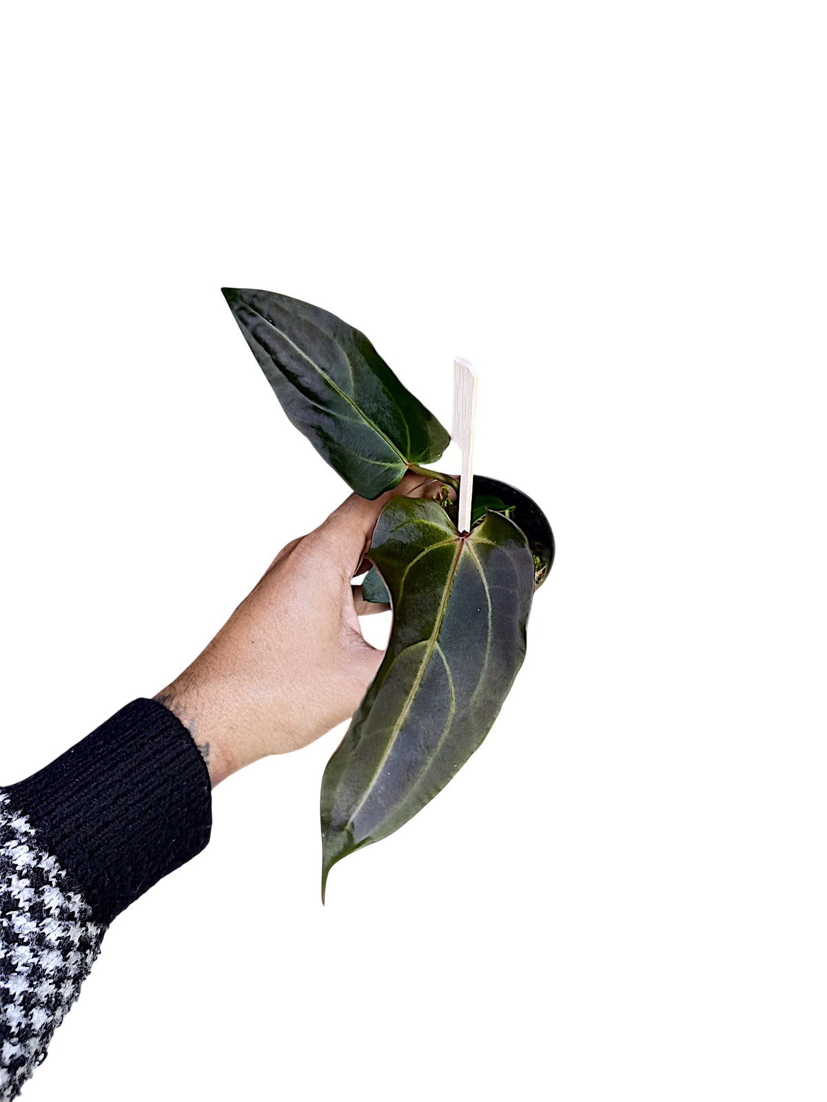 DocBlock Anthurium Dark & Handsome® '9' X Dark & Handsome® '9'