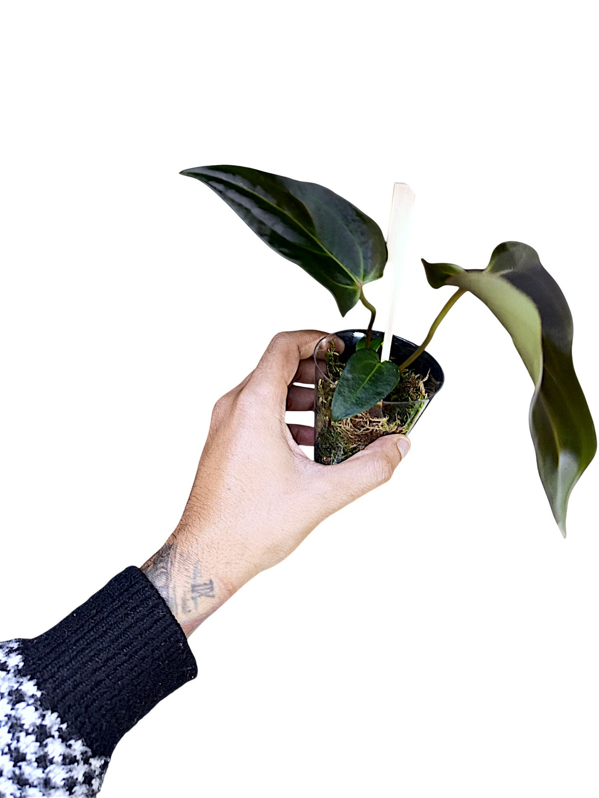 DocBlock Anthurium Dark & Handsome® '9' X Dark & Handsome® '9'