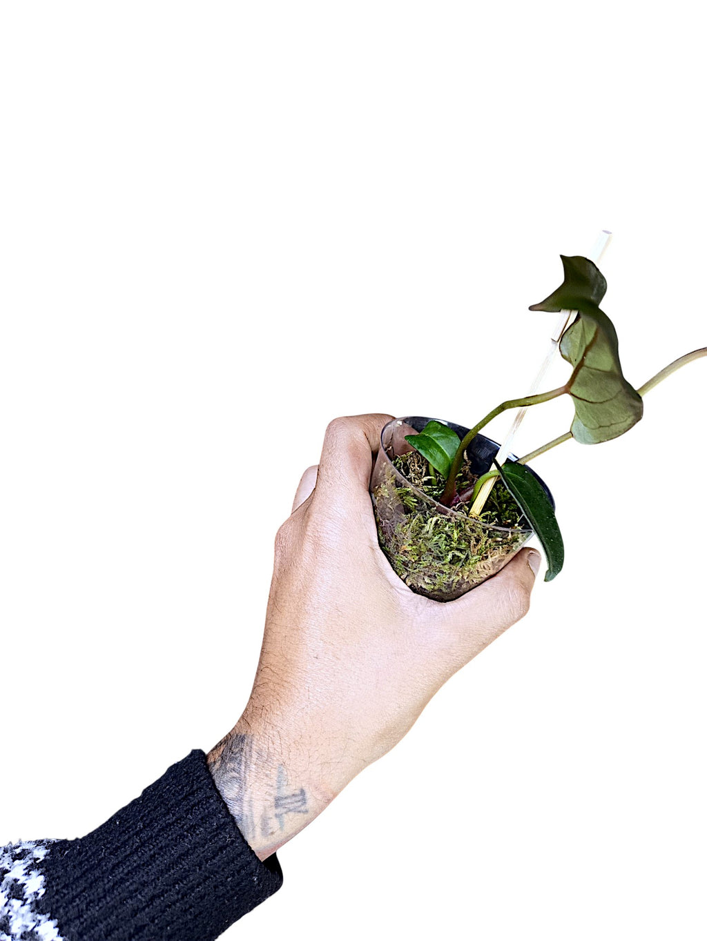 DocBlock Anthurium Dark & Handsome® '9' X Dark & Handsome® '9'