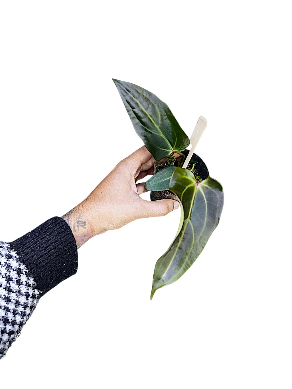 DocBlock Anthurium Dark & Handsome® '9' X Dark & Handsome® '9'