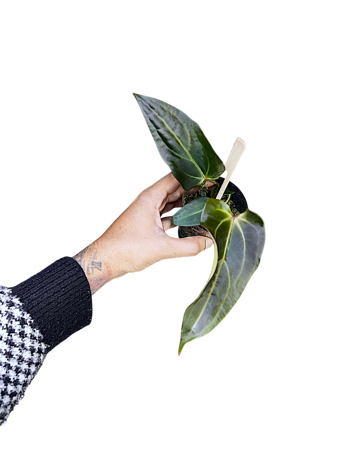 DocBlock Anthurium Dark & Handsome® '9' X Dark & Handsome® '9'