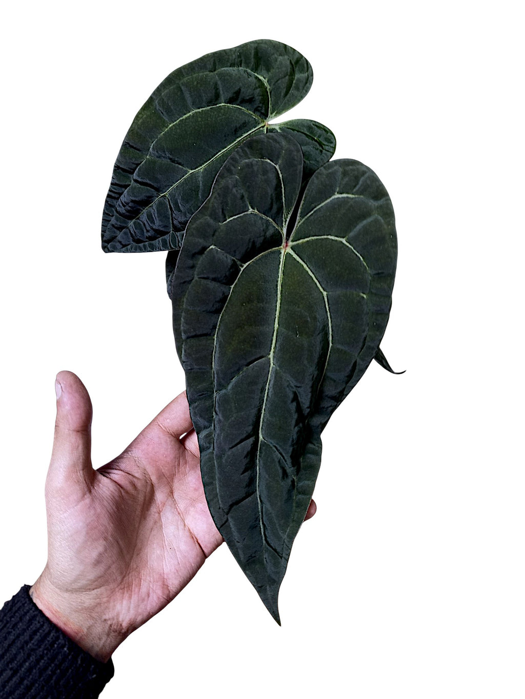 Anthurium Ace of Spades x Papillilaminum
