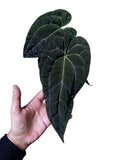 Anthurium Ace of Spades x Papillilaminum