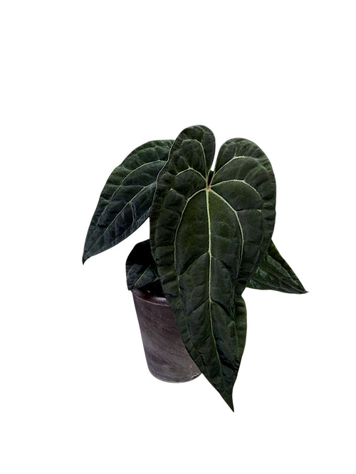Anthurium Ace of Spades x Papillilaminum