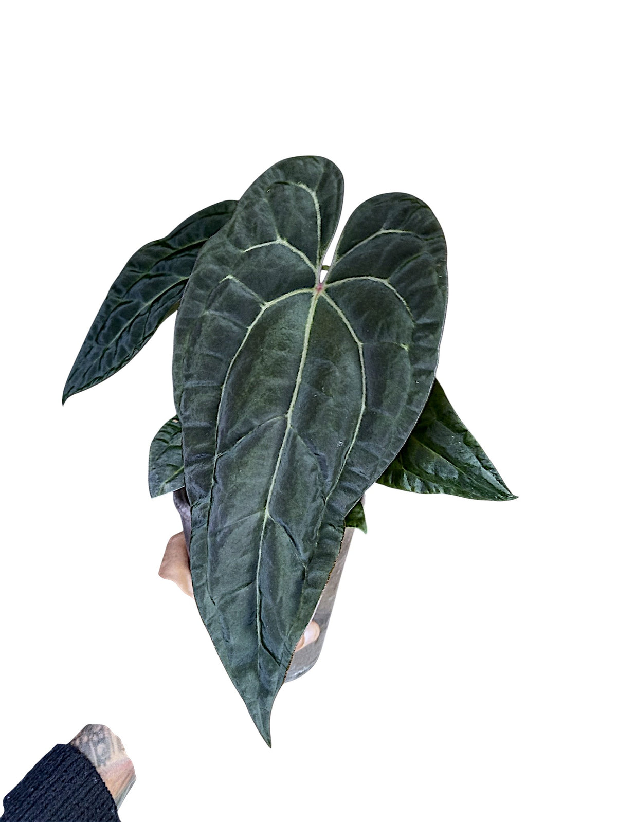 Anthurium Ace of Spades x Papillilaminum