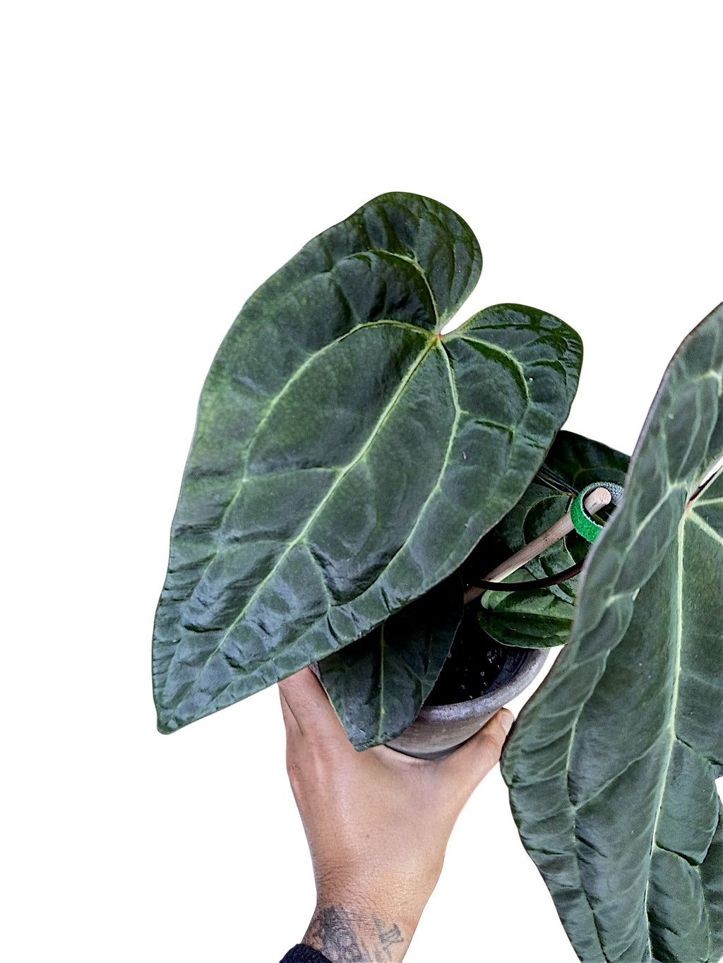 Anthurium Ace of Spades x Papillilaminum
