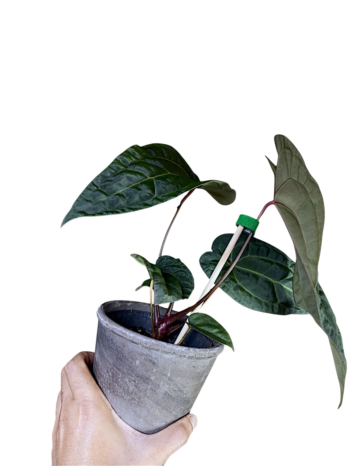 Anthurium Ace of Spades x Papillilaminum